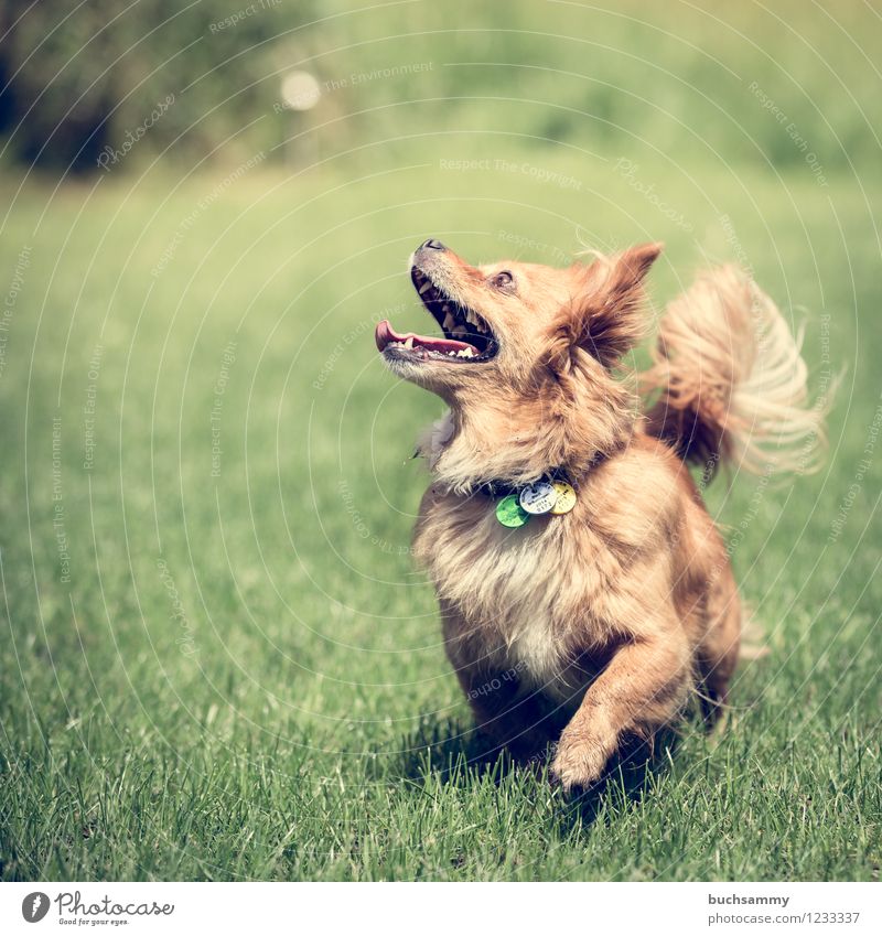 Blick nach oben Frühling Sommer Gras Wiese Garten Tier Haustier Hund 1 laufen Spielen springen toben braun grün weiß Farbfoto Außenaufnahme Menschenleer