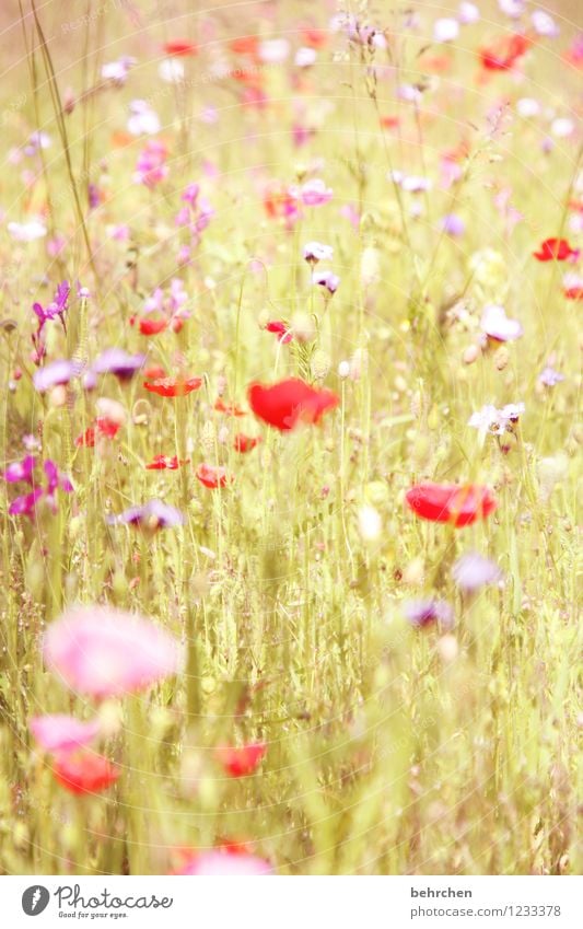 sommerliebe Natur Pflanze Frühling Sommer Schönes Wetter Blume Gras Blatt Blüte Wildpflanze Mohn Garten Park Wiese Feld Blühend verblüht Wachstum Duft schön