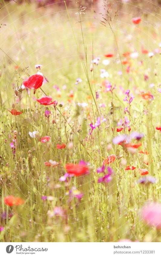 mo(h)ntag halt Natur Pflanze Frühling Sommer Schönes Wetter Blume Gras Blatt Blüte Wildpflanze Mohn Garten Park Wiese Blühend verblüht Wachstum frisch schön