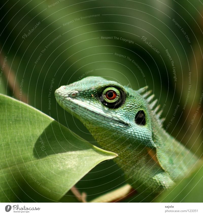 agame Tier Urwald Tiergesicht 1 beobachten Blick warten lang grün Wandel & Veränderung Agamen Echte Eidechsen Reptil Asien langschwanzagame Kreis