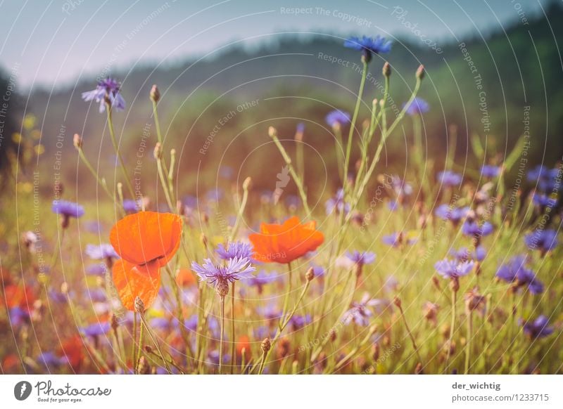 Mohn und Korn 1 Umwelt Natur Landschaft Pflanze Himmel Schönes Wetter Mohnblüte Kornblume Wiese Wald Berge u. Gebirge Thüringer Wald ästhetisch schön Wärme blau