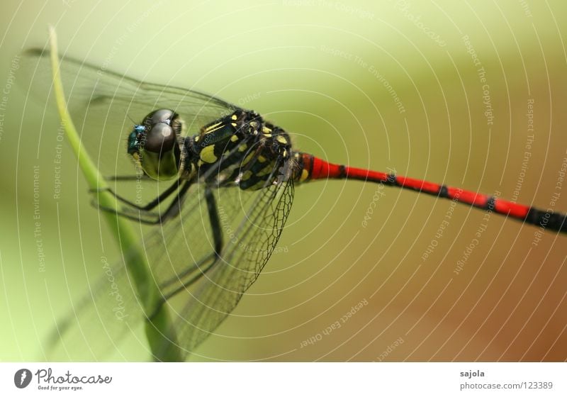 der drache ist los! Tier Flügel gelb rot schwarz Libelle Insekt Asien Singapore gestreift Facettenauge Hinterteil Schicksal lathrecista agrionoptera Farbfoto