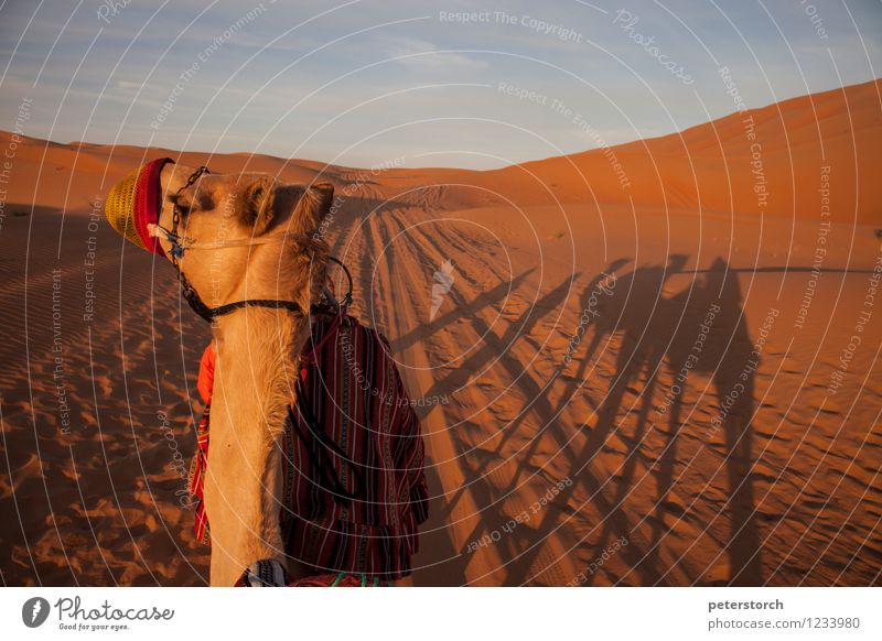 morning light Reiten Ferien & Urlaub & Reisen Ferne Freiheit Sommer Sonne Natur Landschaft Sand Himmel Horizont Sonnenaufgang Sonnenuntergang Sonnenlicht