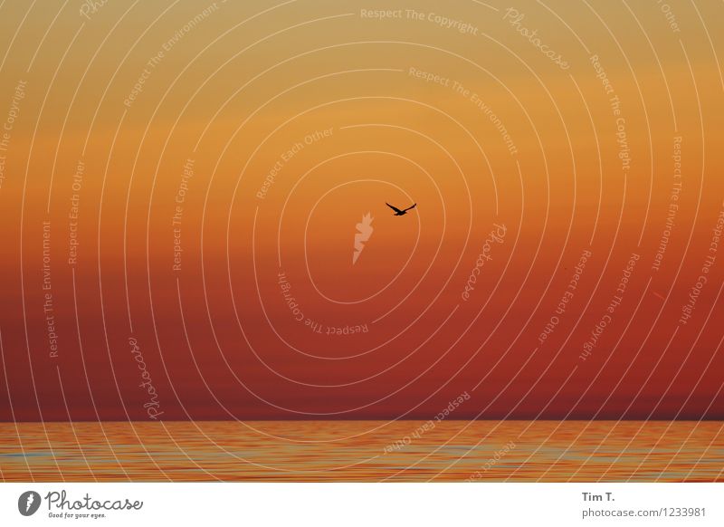 Ostsee Umwelt Natur Landschaft Wasser Himmel Wolkenloser Himmel Horizont Sonnenaufgang Sonnenuntergang Sommer Wellen Vogel Sehnsucht Möwe Meer Farbfoto