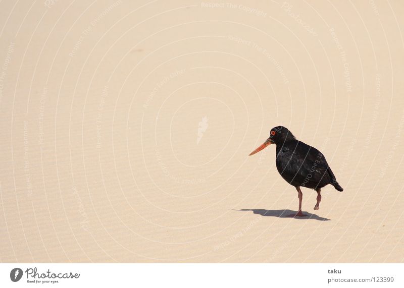 OYSTERCATCHER Vogel Strand schwarz Feder Nest p.b. oystercatcher ein bein oranger schnabel Schatten Sand geschrei krächzen fliegen Freiheit langer spaziergang