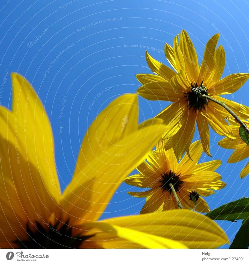 gelbe Blumen aus der Froschperspektive vor blauem Himmel Blüte Sonnenblume Blütenblatt Stengel Seite nebeneinander Zusammensein emporragend grün braun lang dünn