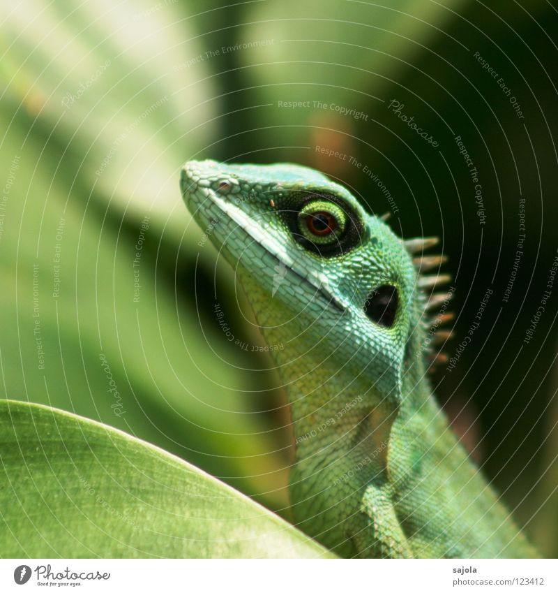 agame II Tier Urwald lang grün Agamen Echte Eidechsen Reptil Asien Kreis Botanischer Garten Farbfoto Gedeckte Farben Außenaufnahme Nahaufnahme Tag Sonnenlicht