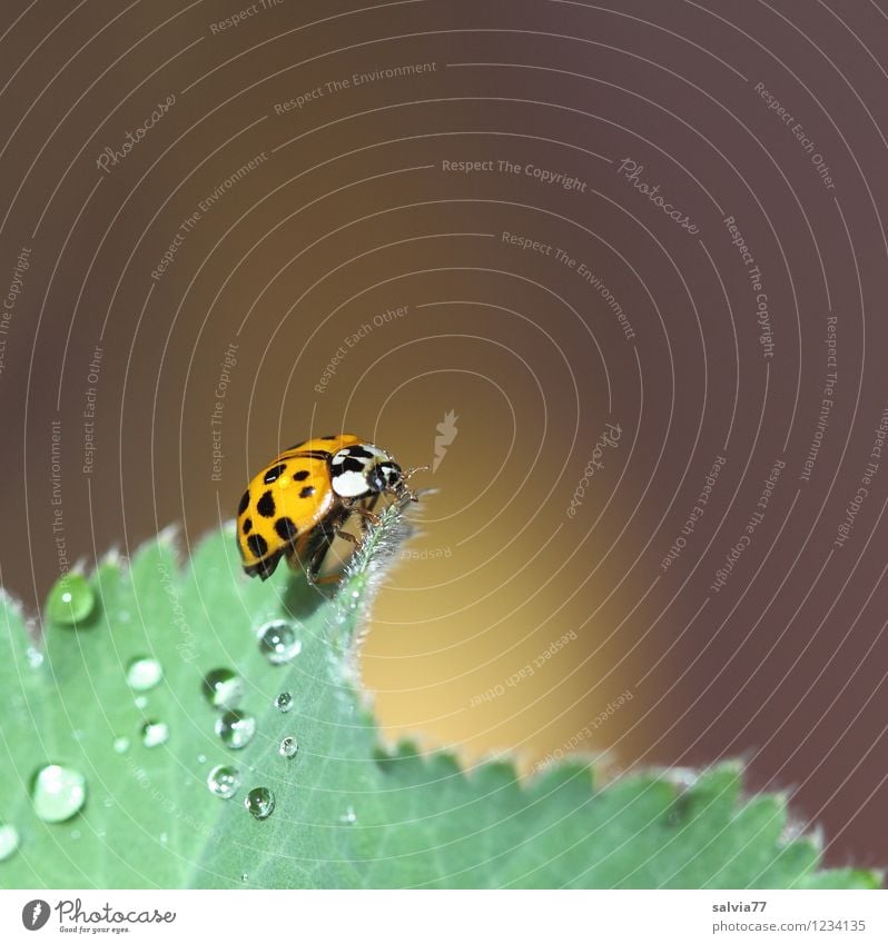 Morgens um 7 Natur Pflanze Tier Frühling Sommer Blatt Garten Wildtier Käfer Flügel 1 berühren glänzend krabbeln frisch Glück klein nass oben positiv weich braun