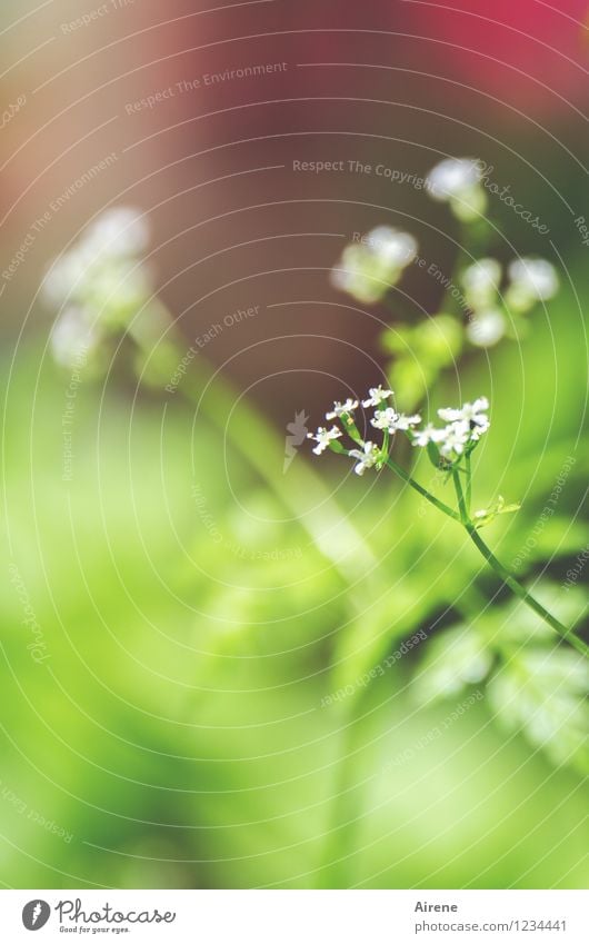 fein's Blümelein Kräuter & Gewürze Kerbel Pflanze Blüte Grünpflanze Nutzpflanze Küchenkräuter Garten frisch Gesundheit natürlich grün rot weiß Natur Wachstum