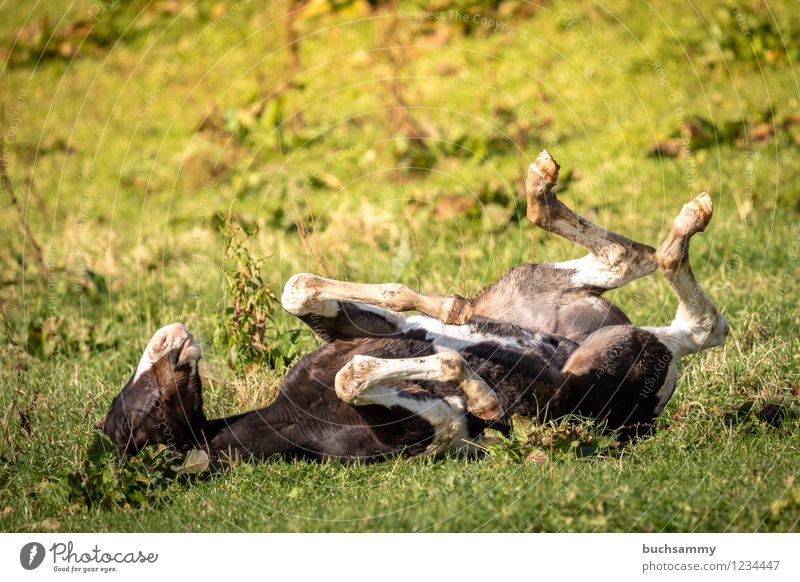 Glückliches Fohlen Tier Gras Wiese Nutztier Pferd 1 Tierjunges braun grün schwarz weiß Jung Weide Rücken Deutschland Farbfoto Außenaufnahme Textfreiraum oben