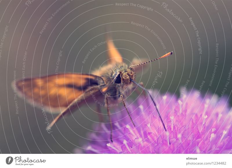 Dickkopffalter auf Empfang Pflanze Tier Blüte Acker-Witwenblume Wiese Schmetterling Braunkolbiger Braun-Dickkopffalter 1 Rüssel Antenne Essen Duft klein braun