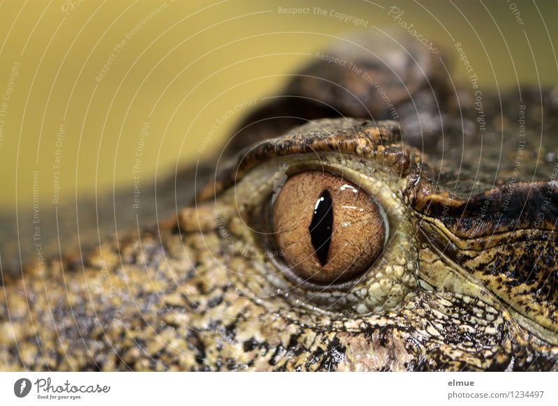 im Visier Kaiman Reptil Auge Wachsamkeit beobachten bedrohlich Urzeit Beutezug Momentaufnahme Blick gruselig braun gelb selbstbewußt Respekt Misstrauen Angst