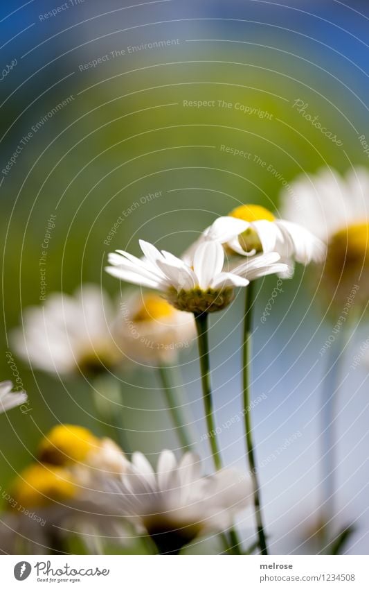 stick together elegant Stil Design Zufriedenheit Natur Pflanze Himmel Sommer Schönes Wetter Blume Blüte Wildpflanze Topfpflanze Margerite Blütenknospen