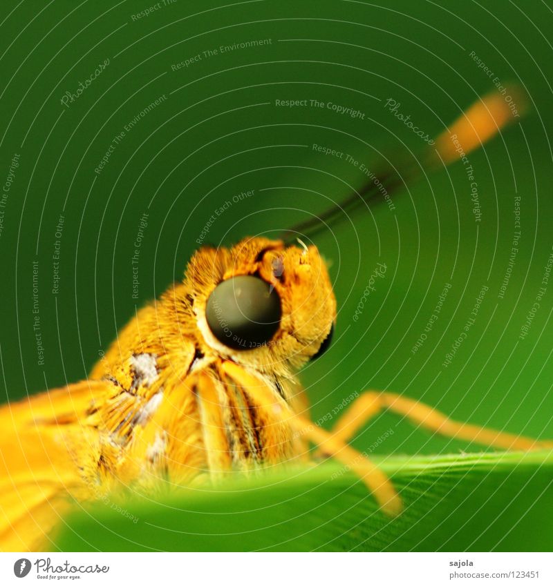 aye, aye, skipper Tier Schmetterling dick nah Neugier Dickkopffalter Insekt Facettenauge Asien orange Gesichtsausdruck Farbfoto Außenaufnahme Nahaufnahme