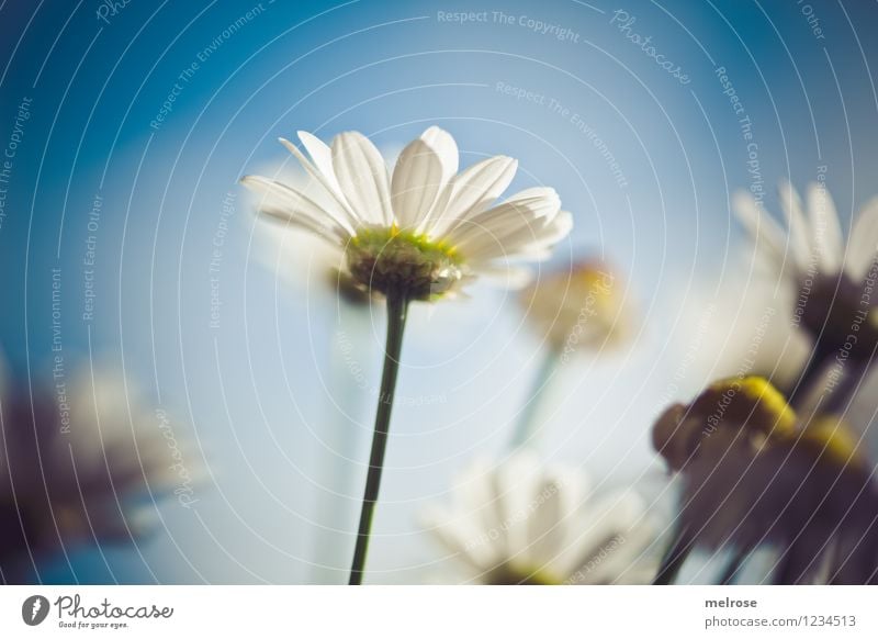 Sonnenschein Stil Design Natur Himmel Wolkenloser Himmel Sommer Schönes Wetter Blume Blüte Wildpflanze Topfpflanze Margerite Blütenknospen Blütenstiel Garten