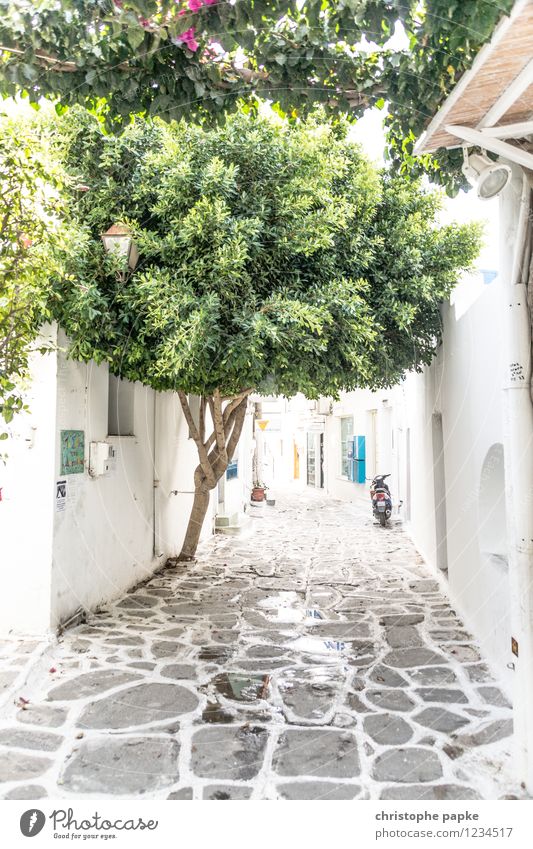 typisch kykladisch Ferien & Urlaub & Reisen Sommer Sommerurlaub Baum Paros Griechenland Dorf Kleinstadt Altstadt Menschenleer Mauer Wand Kleinmotorrad hell