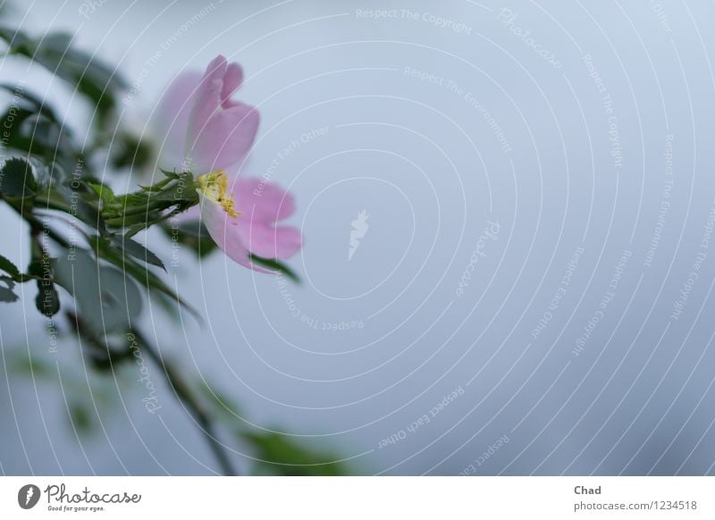 Rosa Blume harmonisch Wohlgefühl Zufriedenheit Erholung ruhig Meditation Garten Umwelt Natur Pflanze Tier Blatt Blüte Grünpflanze Seeufer beobachten Blühend