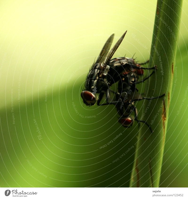 1+1=80 Tier Fliege Flügel Tierpaar dunkel grün 2 Insekt Stengel Farbfoto Außenaufnahme Nahaufnahme Makroaufnahme Schwache Tiefenschärfe Tierporträt Halm Tag