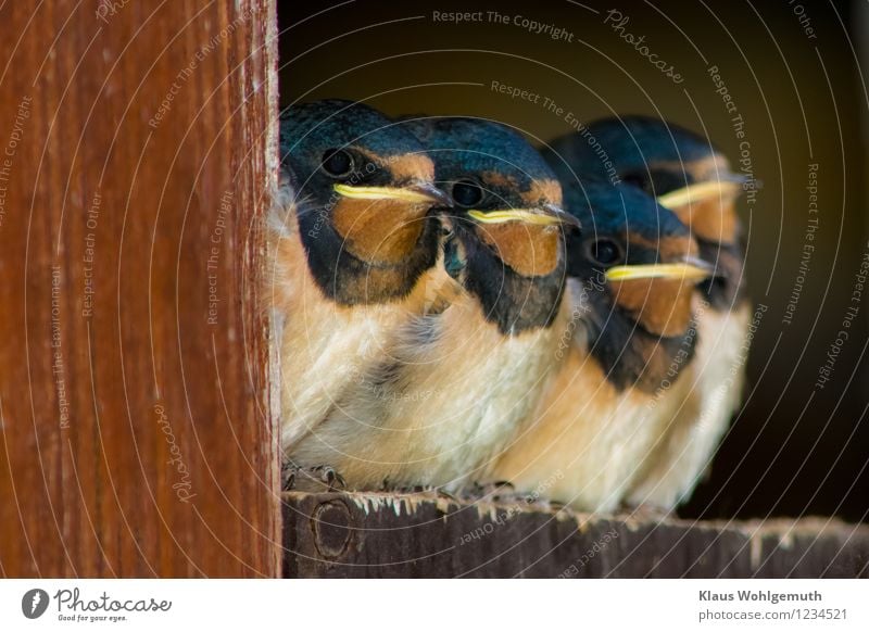 4 junge Rauchschwalben warten auf Futter und schauen erwartungsvoll in die Umgebung Umwelt Natur Tier Frühling Sommer Tür Wildtier Vogel Flügel Krallen