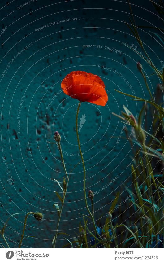 Mohn Natur Pflanze Blüte Mohnblüte natürlich rot schön Einsamkeit Gelassenheit Idylle Leichtigkeit Farbfoto Außenaufnahme Dämmerung