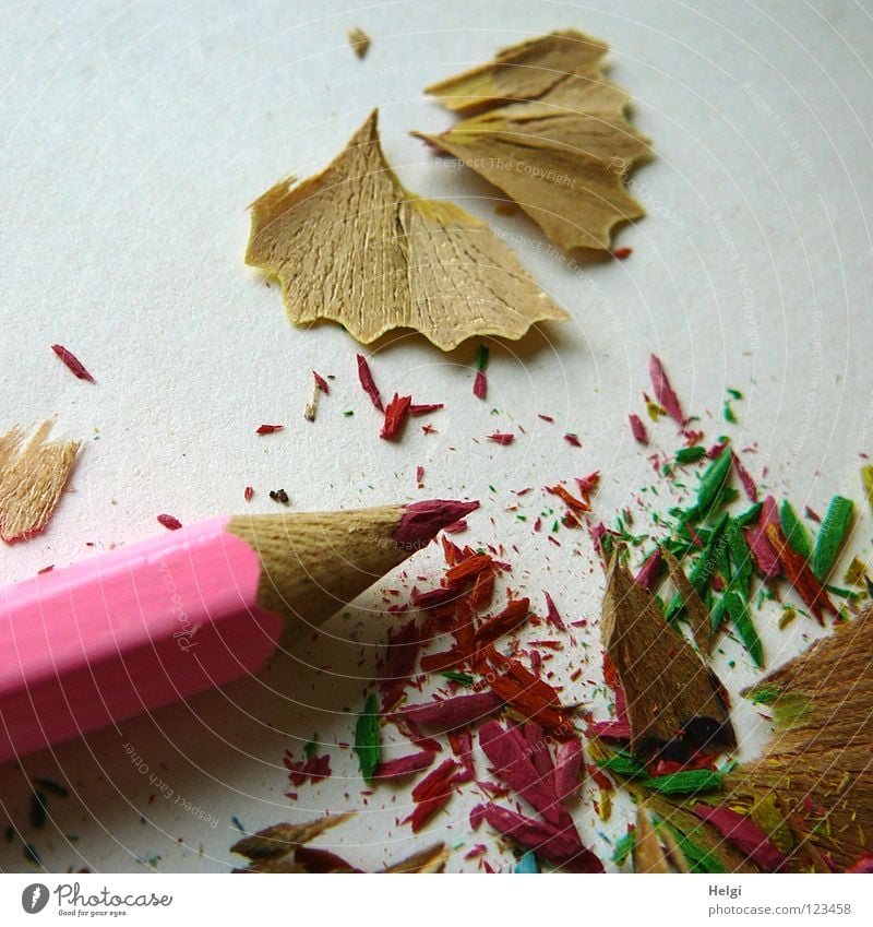 angespitzter Buntstift liegt mit den Abfällen auf einem hellen Untergrund Anspitzer Schreibstift Farbstift Holz Gesichtsausdruck mehrfarbig Müll lang dünn rosa