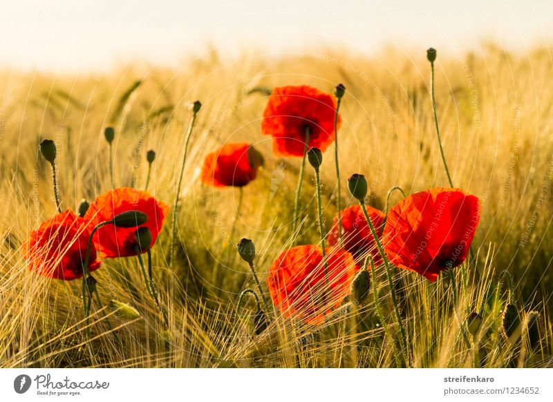 Mohn am Morgen harmonisch Erholung ruhig Meditation Landwirtschaft Forstwirtschaft Umwelt Natur Landschaft Pflanze Sonne Sommer Blüte Wildpflanze Getreide Feld