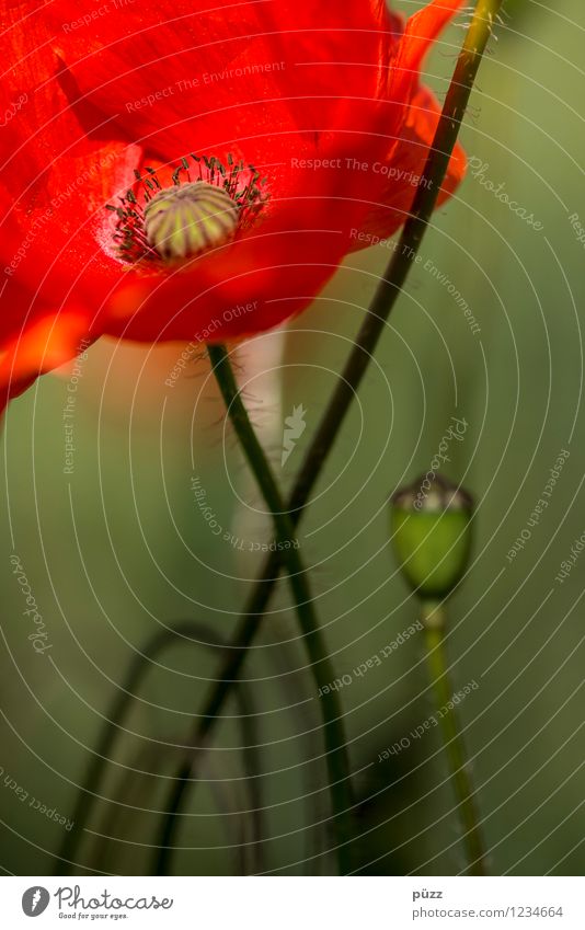 ROT Umwelt Natur Landschaft Pflanze Frühling Sommer Blume Blatt Blüte Mohn Mohnblüte Mohnfeld Mohnkapsel Mohnblatt Klatschmohn ästhetisch Duft schön natürlich