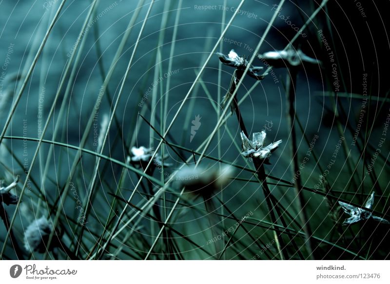 Twilight Licht Dämmerung Brise Meer grün Wind verweht kalt frisch Blume Schilfrohr Strand Wachstum rau Küste Makroaufnahme Nahaufnahme Abend blau wehen Wildtier