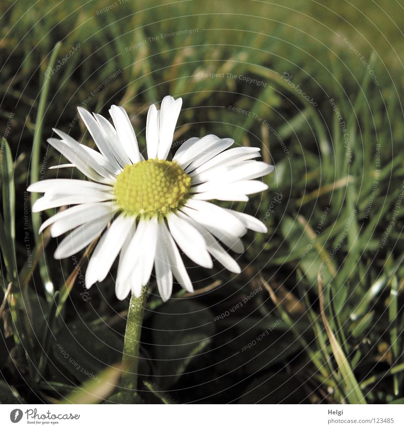 Blüte eines Gänseblümchen auf einer Wiese im Sonnenlicht Blume Blütenblatt Stengel Gras Halm Blühend Frühling Winter Licht lang dünn Oval Zusammensein