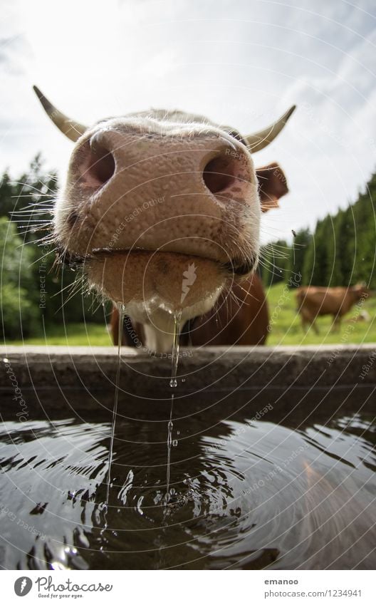 Schlückchen gefällig? Getränk trinken Erfrischungsgetränk Trinkwasser Wohlgefühl Ferien & Urlaub & Reisen Natur Landschaft Wasser Wiese Feld Alpen Tier Nutztier