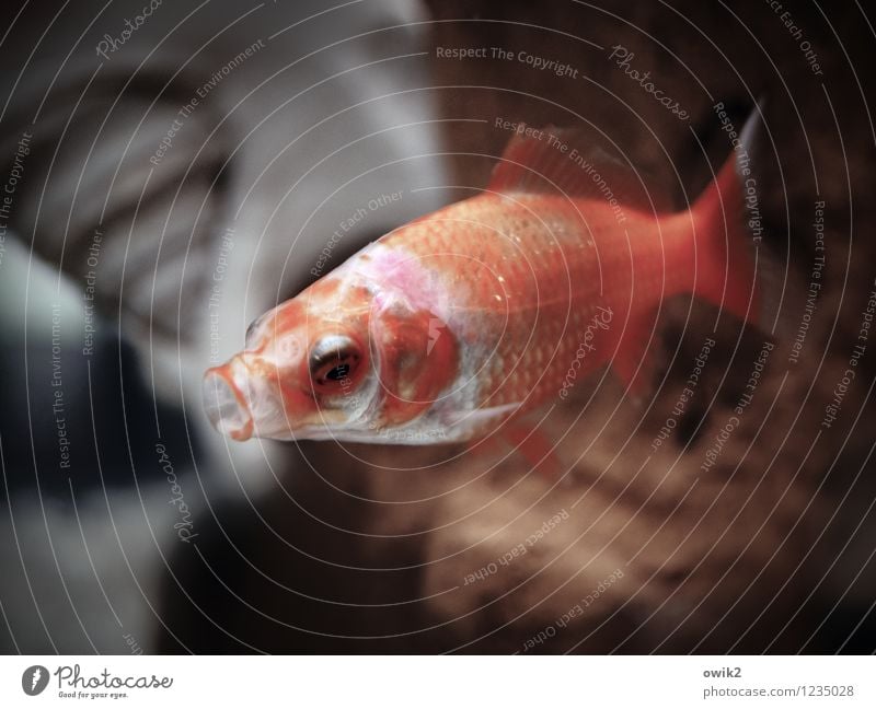 Tief einatmen Fisch Goldfisch 1 Tier Schwimmen & Baden Müdigkeit Offener Mund Aquarium Wasser nass Unterwasseraufnahme Farbfoto Gedeckte Farben Innenaufnahme