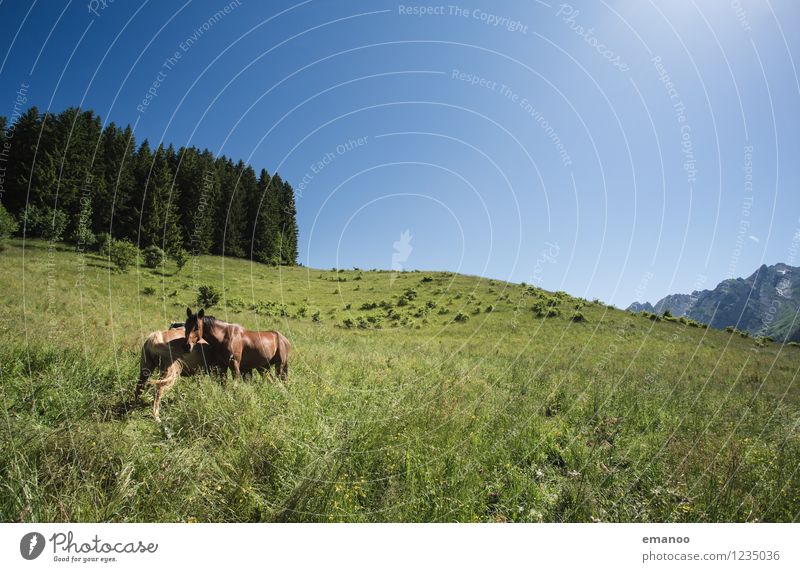 Alpenpferde Freizeit & Hobby Ferien & Urlaub & Reisen Freiheit Berge u. Gebirge wandern Natur Landschaft Pflanze Himmel Sommer Klima Wetter Baum Gras Wiese Feld