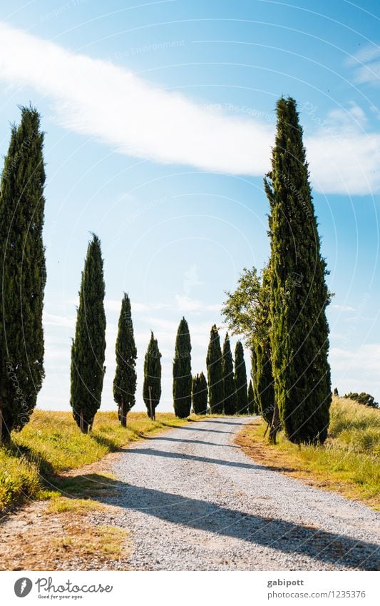 viva italia | azzurro heißt blau Leben Sinnesorgane Erholung ruhig Duft Ferien & Urlaub & Reisen Tourismus Ausflug Abenteuer Ferne Sommer Sommerurlaub Sonne