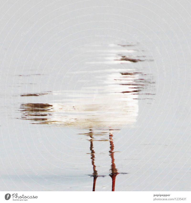 fata morgana Sand Wasser Sommer Küste Strand Nordsee Ostsee Tier Wildtier Vogel Flügel 1 Schwimmen & Baden Möwe Außenaufnahme Tag Totale