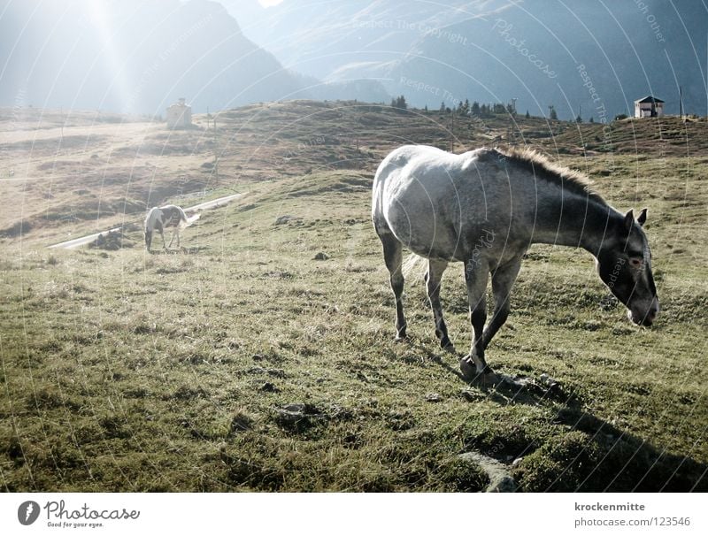 Come to where the flavor is Pferd Wiese Sonnenstrahlen Alm Gegenlicht grün Mähne Berge u. Gebirge Fressen Ernährung Alp Flix Schweiz Kanton Graubünden Säugetier