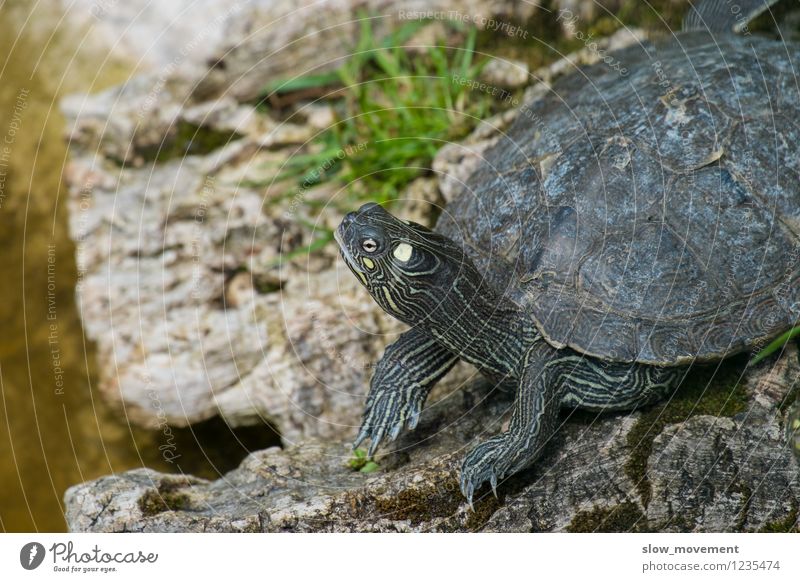 Schildkröte Natur Tier Wildtier Tiergesicht Schildkrötenpanzer 1 genießen träumen warten authentisch Glück natürlich mehrfarbig Zufriedenheit Lebensfreude