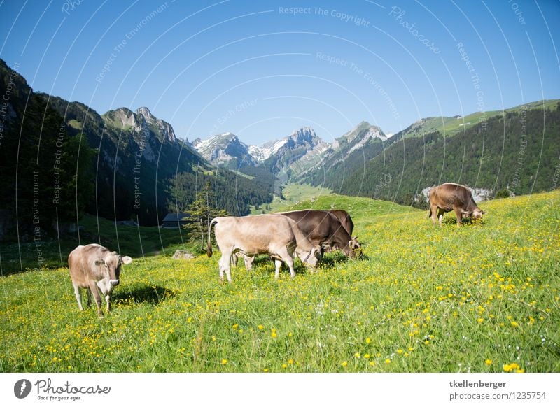 Bergweide Ferien & Urlaub & Reisen Tourismus Ausflug Berge u. Gebirge wandern Natur Landschaft Wolkenloser Himmel Frühling Sommer Wiese Alpen Berg Säntis Weide