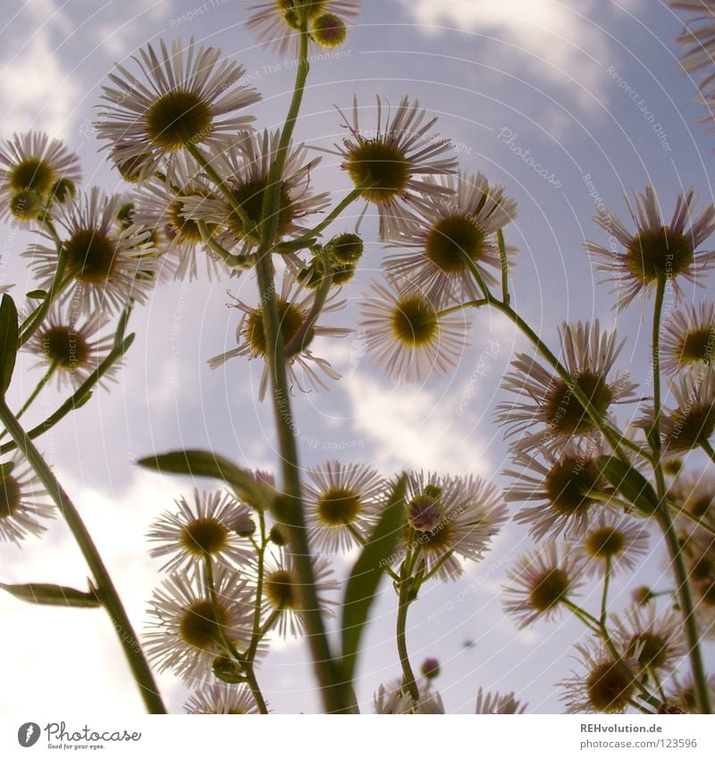 damals Blume Wiese Wolken Wachstum Froschperspektive streben bedrohlich Pflanze Blüte Sommer frisch kalt Gegenteil außergewöhnlich Gras Stengel Insekt Kamille