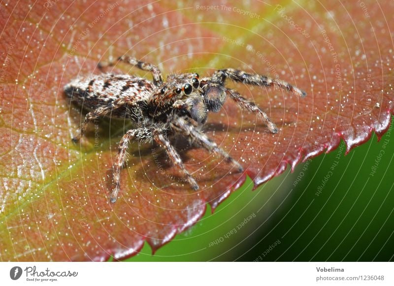 Springspinne Tier Spinne 1 Jagd krabbeln Ekel wild braun mehrfarbig gelb grau grün rot Farbfoto Außenaufnahme Nahaufnahme Makroaufnahme Textfreiraum rechts