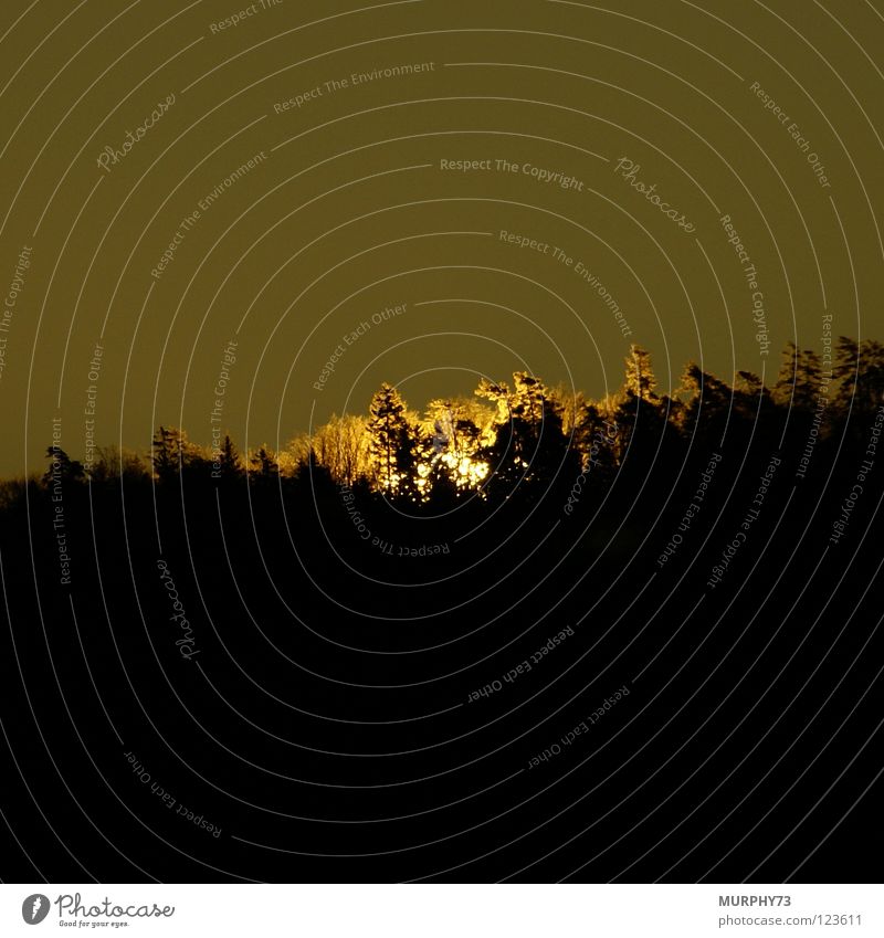 Der Wald brennt oder Die ersten Sonnenstrahlen am Morgen Sonnenaufgang Hügel Sonnenlicht Licht Baum dunkel gelb weiß schwarz Himmelskörper & Weltall Treppe