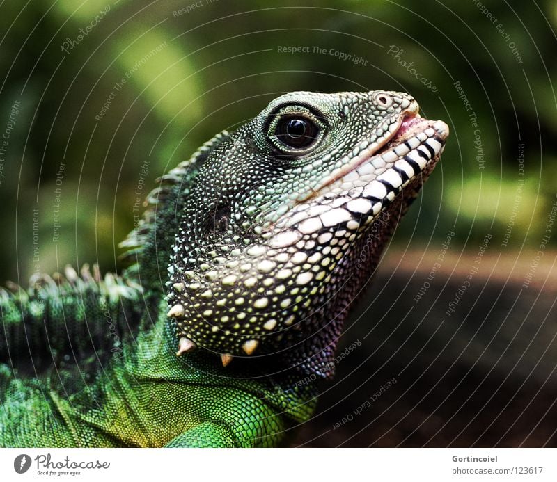 Echsot I Terrarium Zoo Reptil Echsen Dinosaurier Agamen Wasseragame Leguane Leder Muster mehrfarbig hart trocken grün schwarz weiß gelb Makroaufnahme Drache