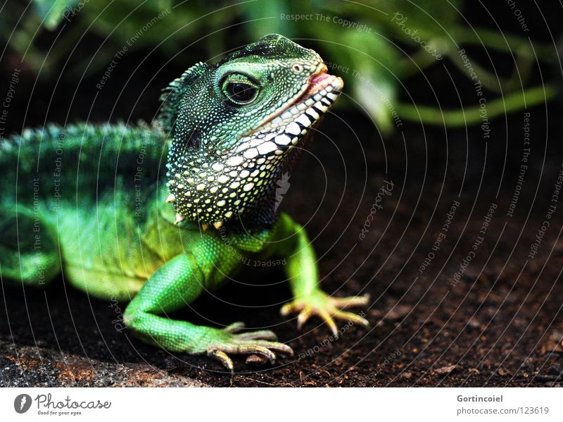 Echsot II exotisch Zoo grün Terrarium Reptil Echsen Agamen Wasseragame Leguane Maul Zunge Physignathus cocincinus Farbfoto mehrfarbig Nahaufnahme