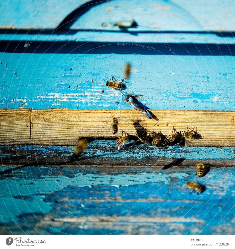 Bienenstock Beine Biene Maja Bienenkorb Nektar Holzbrett Brummen drone emsig Tier fleißig fliegen fliegend Hautflügler Holzkiste Honig Honigbiene Imker Imkerei