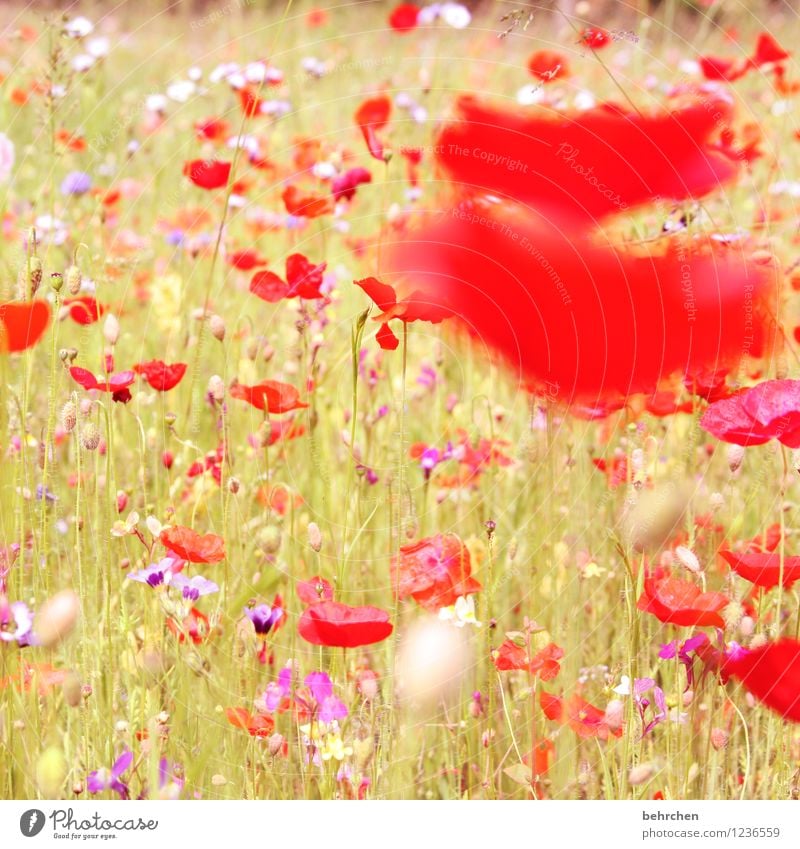 farbklecks Natur Pflanze Frühling Sommer Herbst Schönes Wetter Blume Gras Blatt Blüte Wildpflanze Mohn Garten Park Wiese Feld Blühend verblüht Wachstum Duft