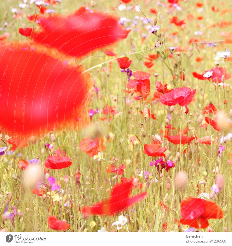 n Natur Pflanze Sonne Frühling Sommer Schönes Wetter Blume Gras Blatt Blüte Wildpflanze Mohn Garten Park Wiese Feld Blühend Wachstum schön Kitsch violett rosa