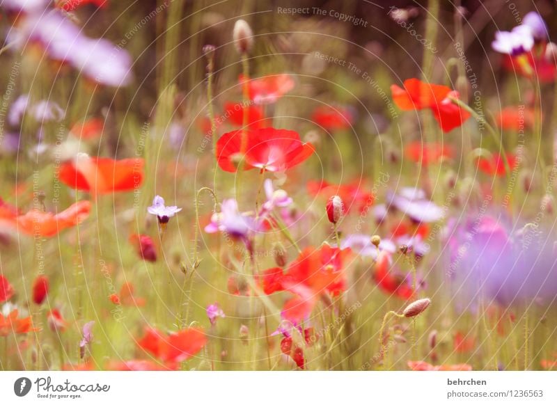 mo(h)ntag bleibt mo(h)ntag bleibt mo(h)ntag Natur Pflanze Frühling Sommer Schönes Wetter Blume Gras Blatt Blüte Wildpflanze Mohn Garten Park Wiese Blühend Duft