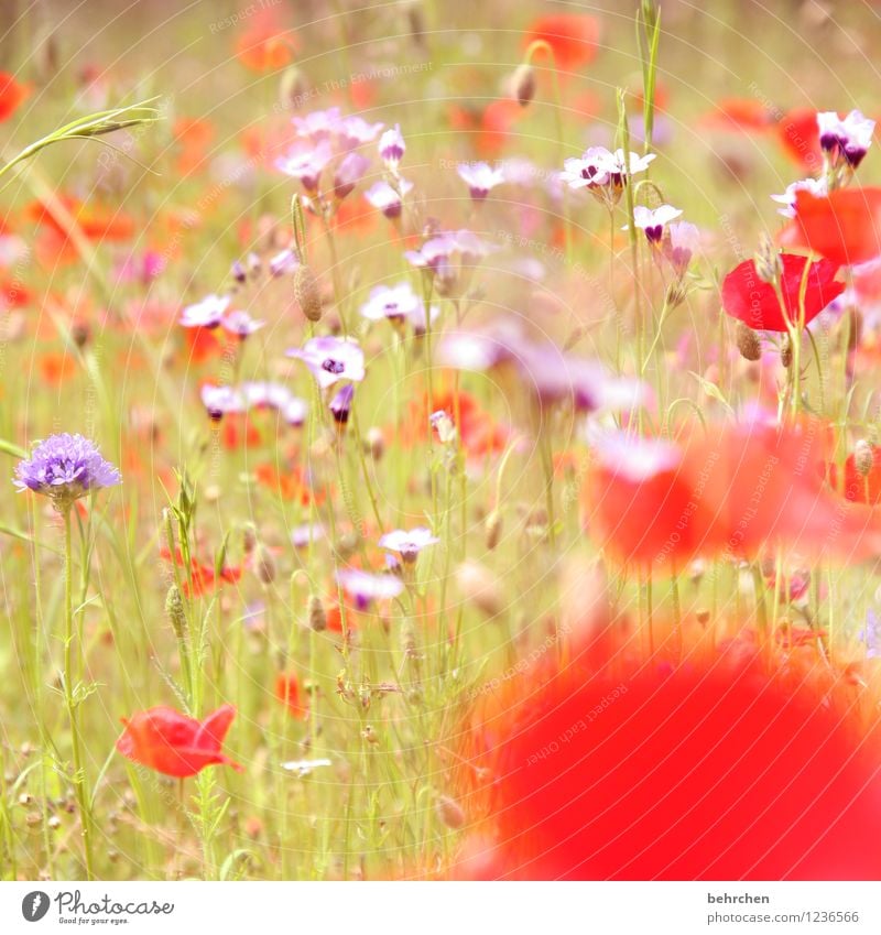 t Natur Pflanze Sonne Frühling Sommer Herbst Schönes Wetter Blume Gras Blatt Blüte Wildpflanze Mohn Garten Park Wiese Feld Blühend Wachstum schön Kitsch violett