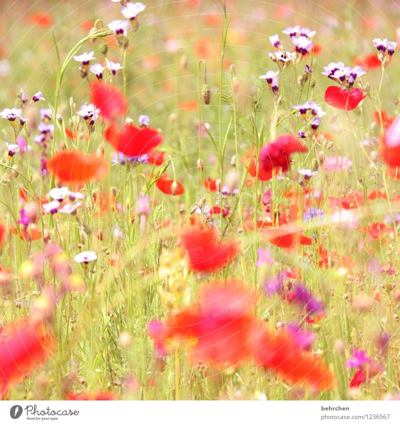 happy mo(h)nday! Natur Pflanze Frühling Sommer Schönes Wetter Blume Gras Blatt Blüte Mohn Garten Park Wiese Blühend Duft verblüht Wachstum schön rot sommerlich