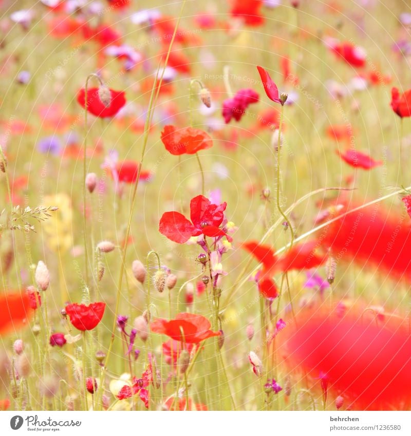 m Natur Pflanze Frühling Sommer Herbst Schönes Wetter Blume Gras Blatt Blüte Wildpflanze Mohn Garten Park Wiese Feld Wald Blühend Wachstum schön Kitsch violett