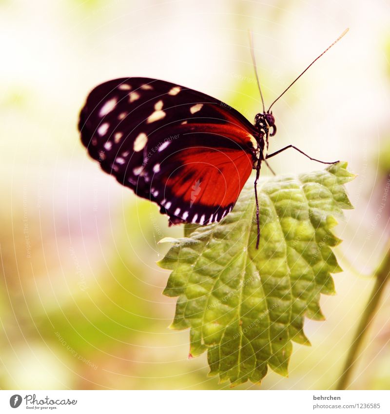 bewegungslos Natur Pflanze Tier Frühling Sommer Schönes Wetter Baum Sträucher Blatt Garten Park Wiese Wildtier Schmetterling Tiergesicht Flügel 1 beobachten